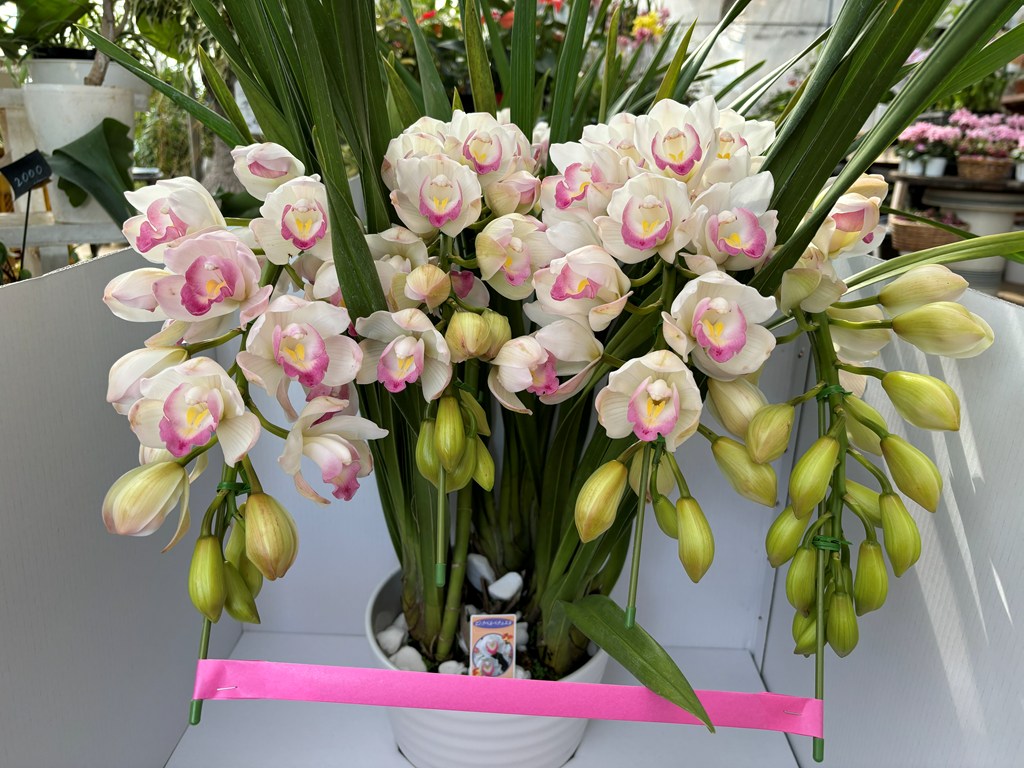 画像の説明 画像の説明