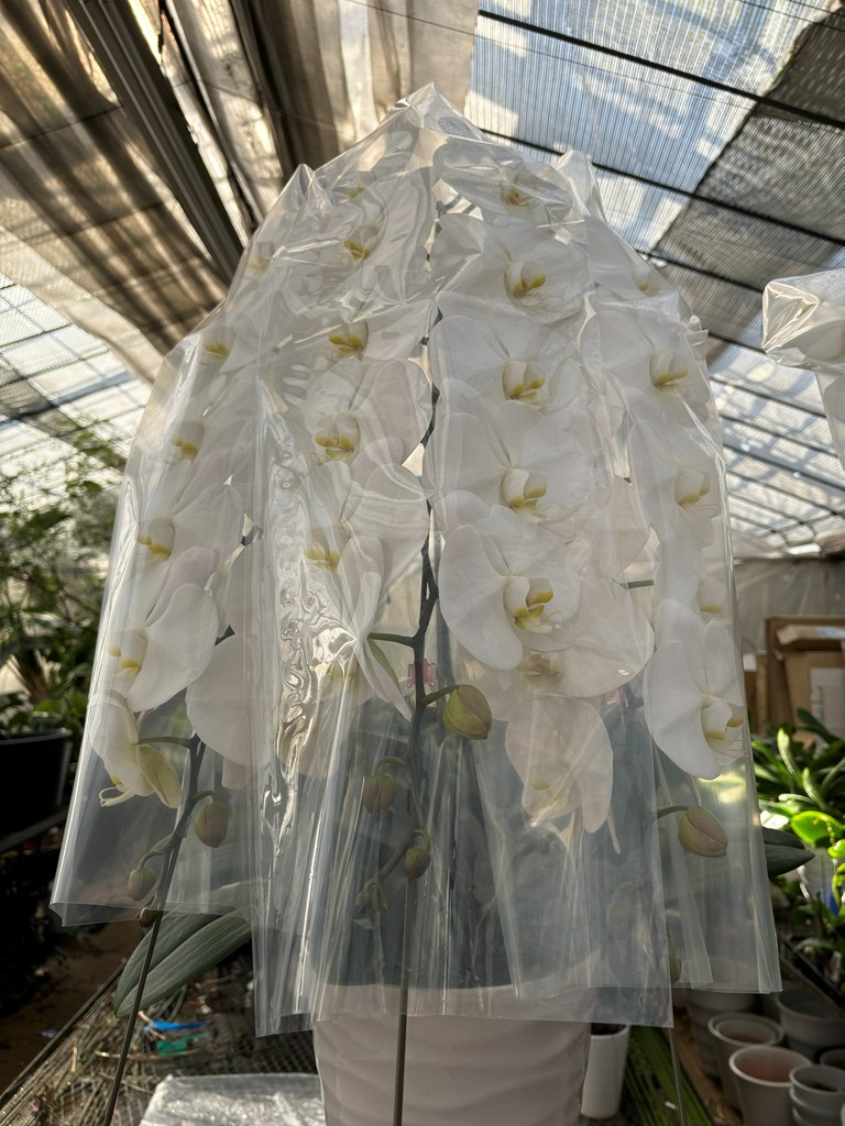 画像の説明 画像の説明